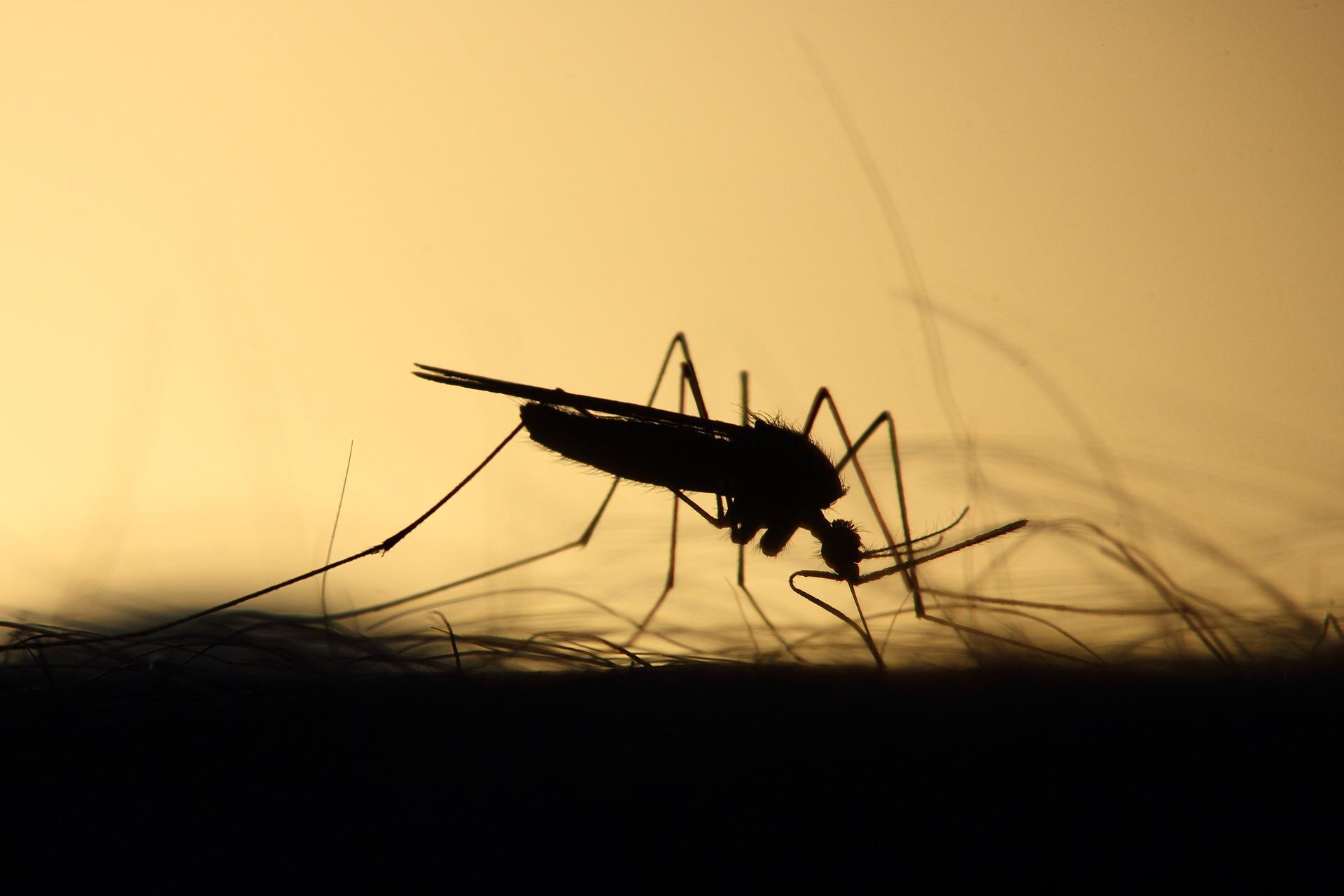 Featured image for “Effektiver Schutz vor Mücken und Zecken”
