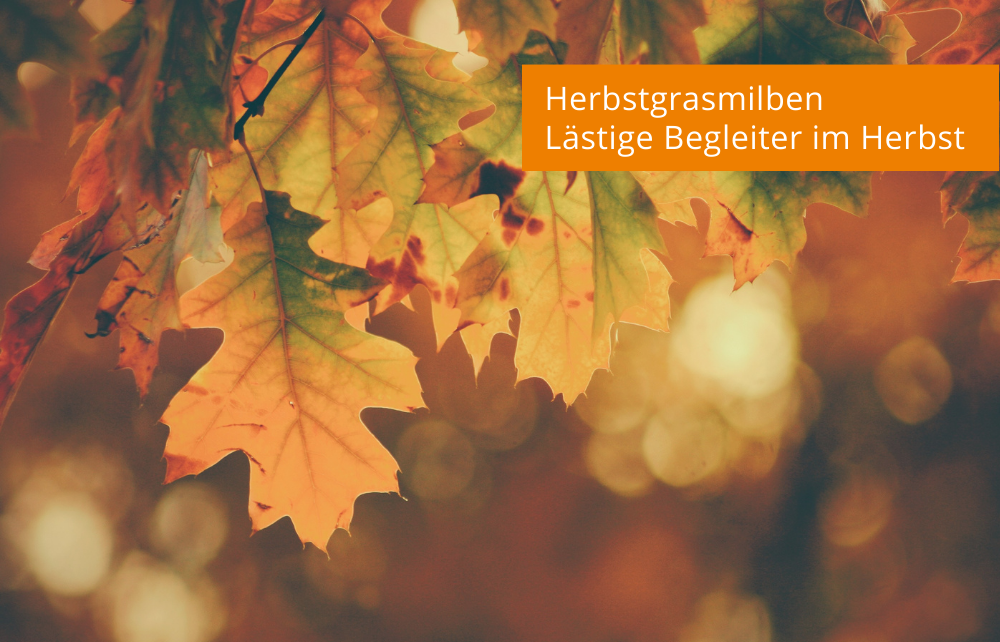 Featured image for “Herbstgrasmilben: Lästige Begleiter im Herbst”